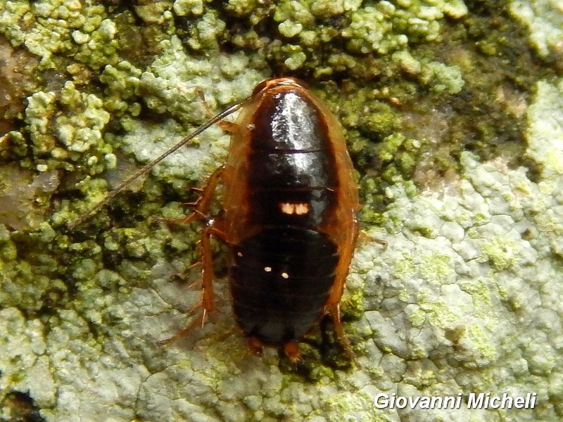 Ectobius sp. - gruppo sylvestris